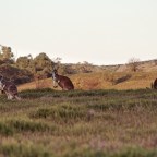 Land before time:  Travelling through the ancient Flinders Ranges