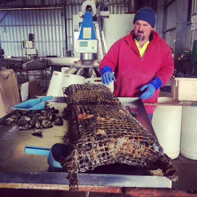 Simon the oyster farmer, Coffin Bay, South Australia