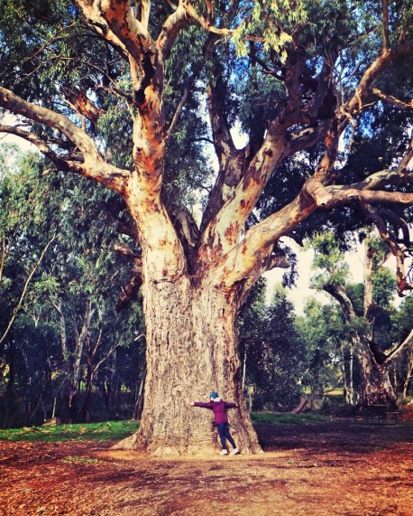 Hugging giant gum tree in Ororoo, South Australia