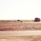 Eating ferals and meeting fossils: Parachilna to Marree