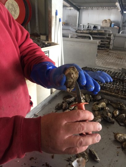 How to shuck an oyster, Coffin Bay, South Australia