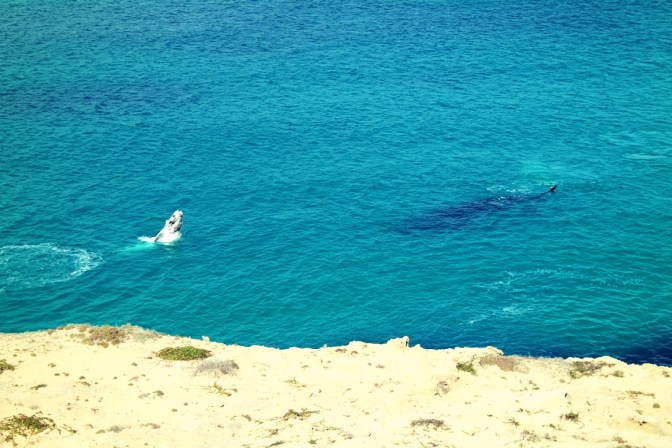 Whale mother and calf, Head of the Bight, South Australia