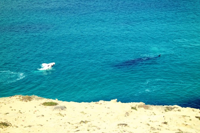 Whale calf, Head of the Bight, South Australia