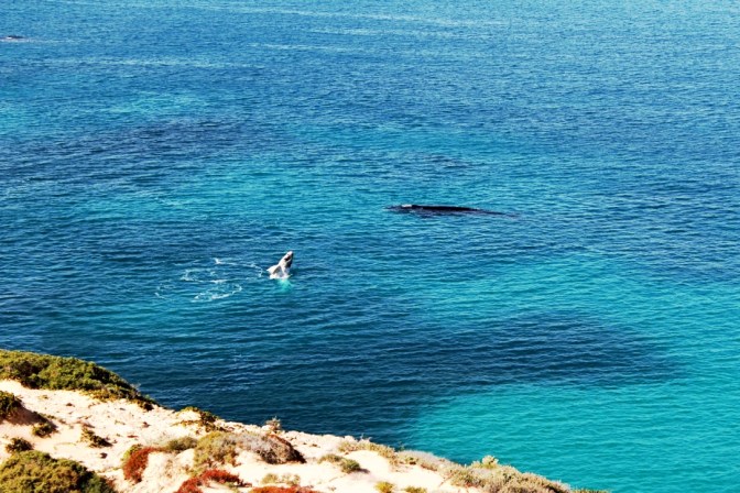 Whale calf breach, Head of Bight, South Australia