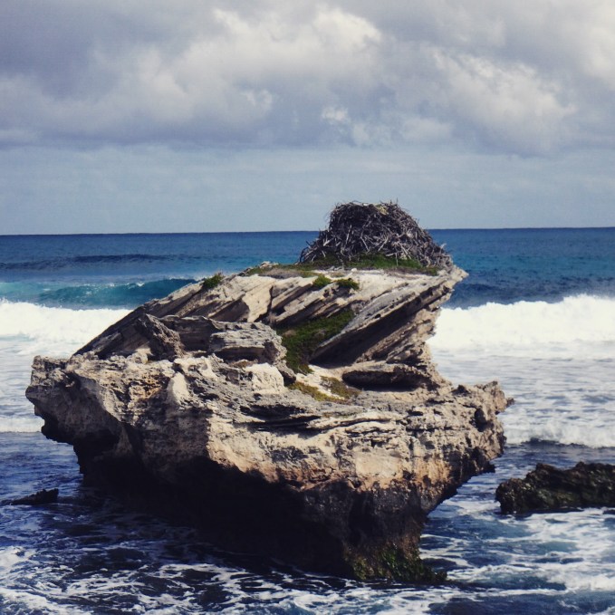 Osprey nest, Rottnest Island Western Australia