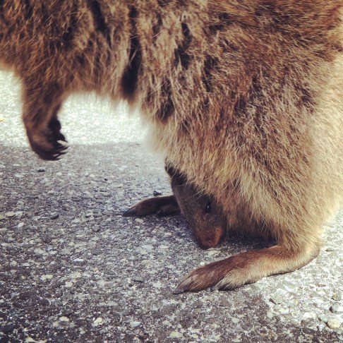 Baby quokka in pouch, Rottnest Island, Western Australia