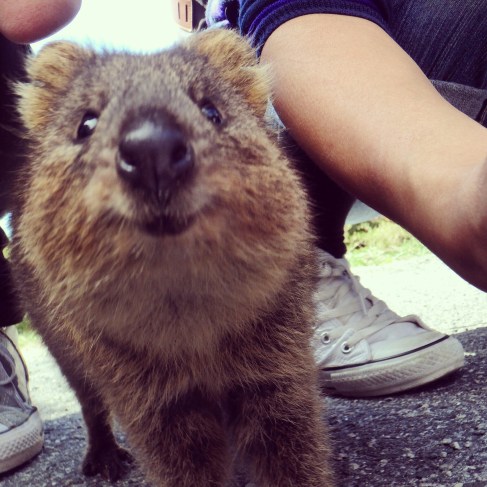 Quokka close up, Rottnest Island Western Australia