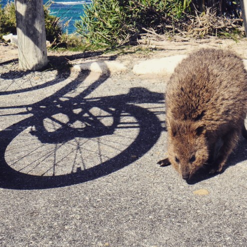 Quokka and bike, Rottnest Island Western Australia