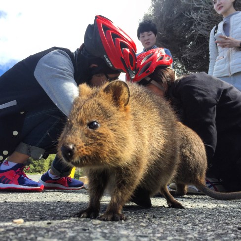 Quokka and helmets, Rottnest Island Western Australia