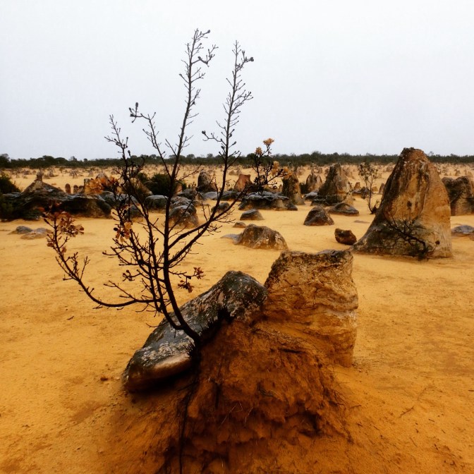Pinnacles Desert Western Australia