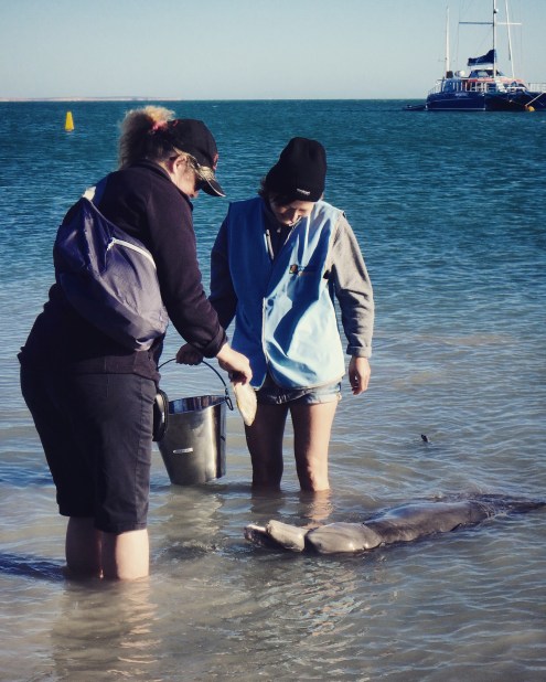 Feeding dolphins, Monkey Mia, Western Australia