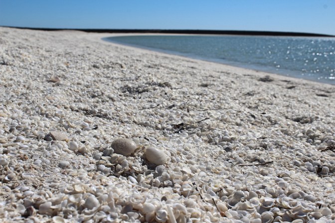 White shells, Shell Beach, Shark Bay Western Australia