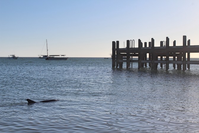 Monkey Mia pier with dolphin, Shark Bay, Western Australia