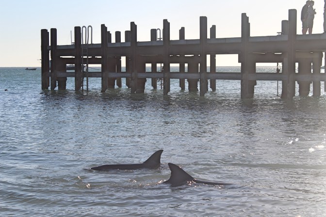 Dolphin fins with pier, Monkey Mia, Western Australia