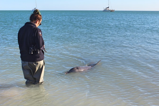 Dolphin ranger, Monkey Mia, Western Australia