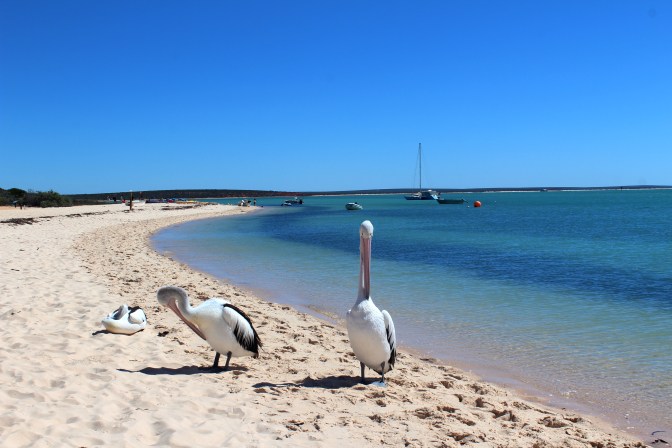 Pelicans, Monkey Mia, Western Australia