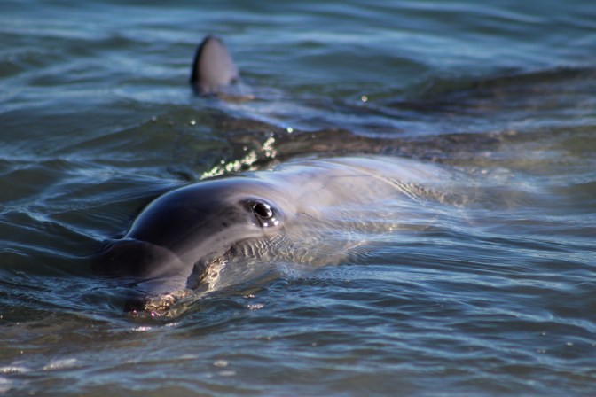 Dolphin close up, Monkey Mia, Shark Bay Western Australia