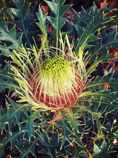 Native plant, Fitzgerald National Park, Western Australia