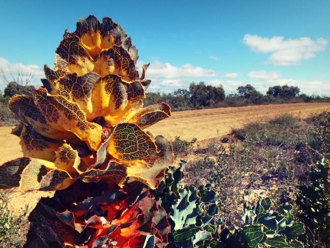 Royal Hakea, Fitzgerald National Park, Western Australia