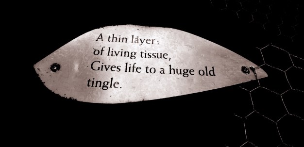 Tingle rhyme, Valley of the Giants, Walpole WA