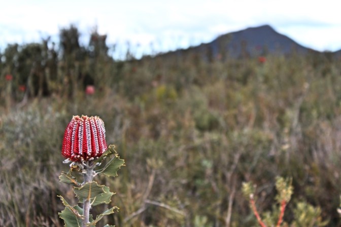 Grevillea, Fitzgerald National Park, Western Australia