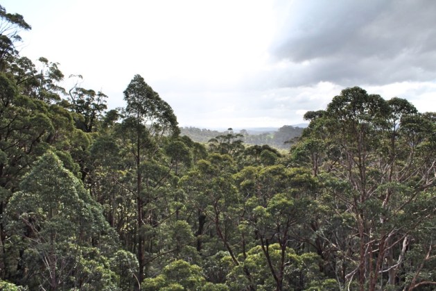 Treetop walk, Valley of the Giants, Walpole Western Australia