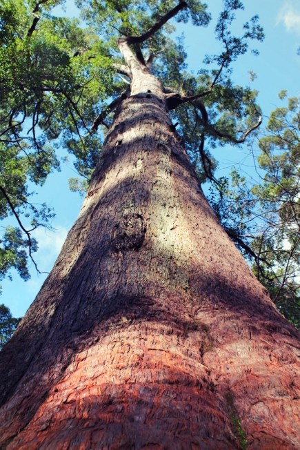 Tingle tree trunk, Valley of the Giants, Walpole Western Australia