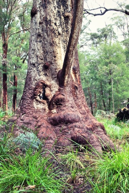 Grandma Tingle, Valley of the Giants, Walpole Western Australia