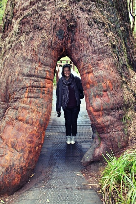 Tingle tree, Valley of the Giants, Walpole Western Australia