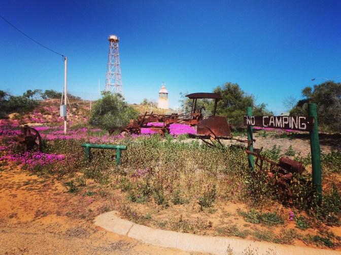 Wildflowers take over Carnarvon, Western Australia