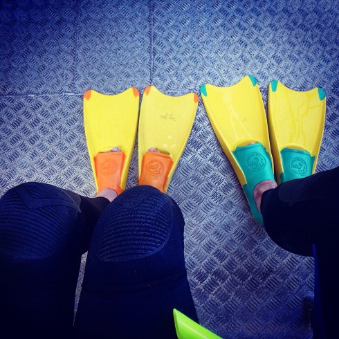 Flippers,Coral Bay eco tour, Western Australia