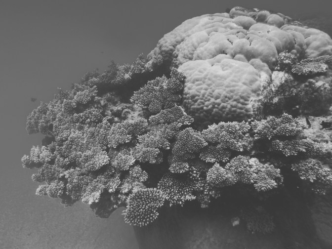 Coral bomme, Ningaloo Reef, Western Australia