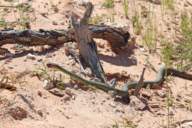 Snake on sand, Quobba Western Australia