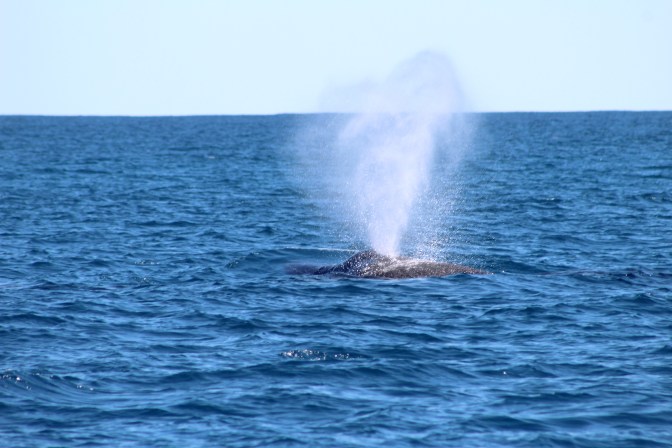 Humpback whale plume, Coral Bay Western Australia