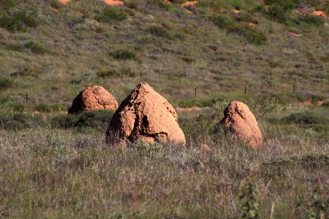 Termite nest, Cape Range National Park, Western Australia
