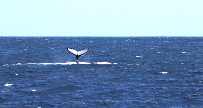 Humpback whale fluke Ningaloo Reef, Exmouth, Western Australia