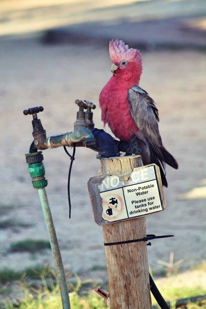 Galah, Yardie Homestead, Exmouth Western Australia