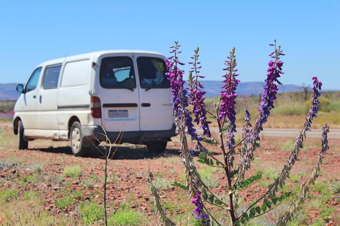 Wildflower and campervan, Pilbara, Western Australia