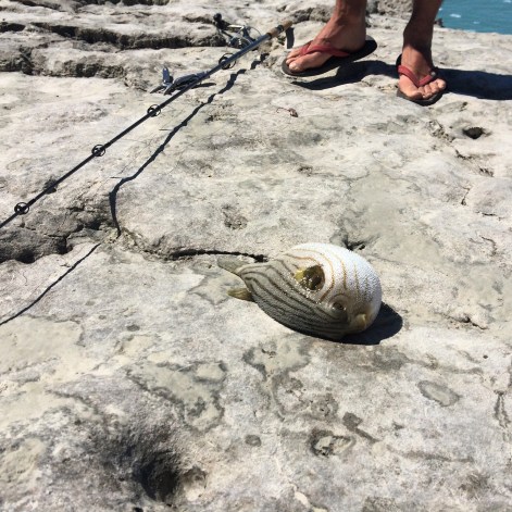 Puffer fish, Willie Creek Pearl Farm, Western Australia