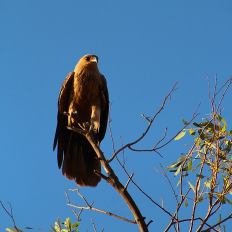 Kite, Broome, Western Australia