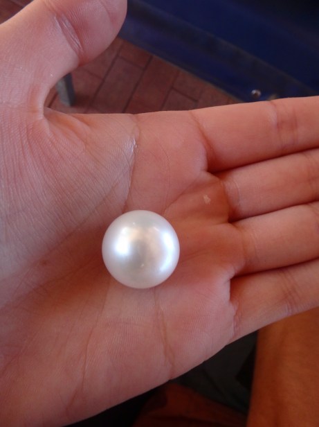 giant pearl, Willie Creek Pearl Farm, Western Australia