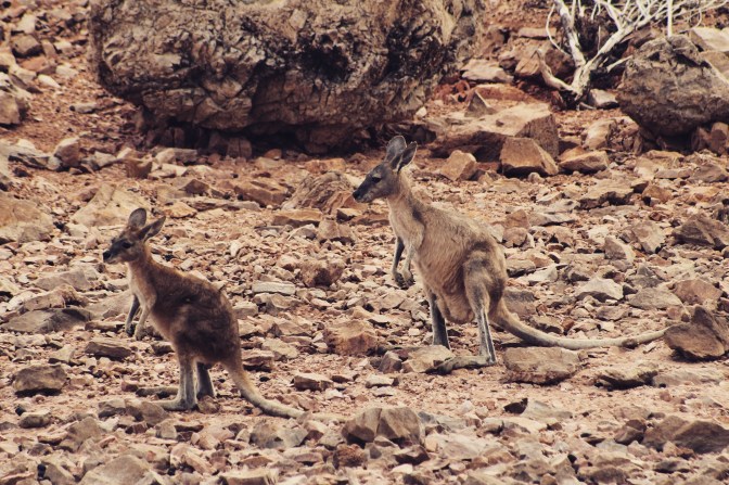 Island kangaroos, Lake Argyle, Western Australia