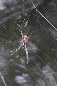 Big spider, Litchfield National Park, Northern Territory