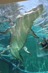 Underbelly of crocodile at Crocosaurus Cove, Darwin, Northern Territory