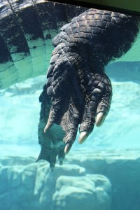 Crocodile claw, Crocosaurus Cove, Darwin, Northern Territory