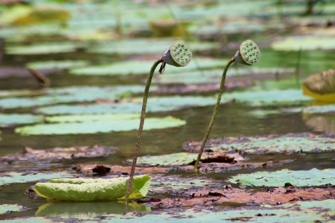 Lotus roots, Corroboree Billabong, Northern Territory