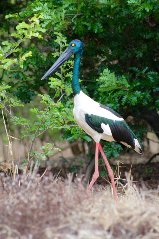 Jabiru, Corroboree Billabong, Northern Territory