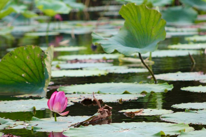 Lily pads and pink waterlily, Corroboree Billabong, Northern Territory
