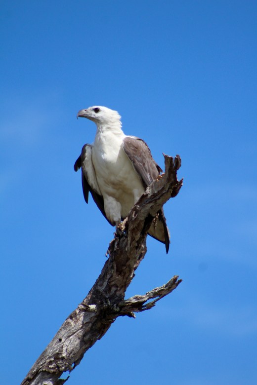 White bellied sea eagle, Corroboree Billabong, Northern Territory