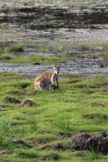 Wallaby Kakadu National Park Northern Territory